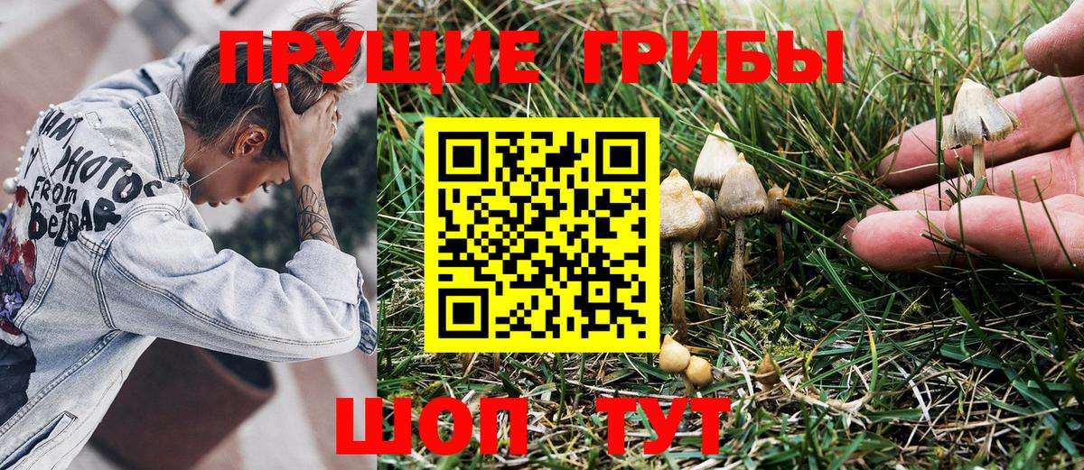 Галлюциногенные грибы Cubensis Гулькевичи
